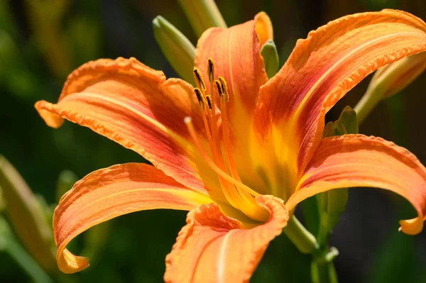 Schöne Helle Lilien Wachsen Garten Sonnigen Sommertag — Stockfoto