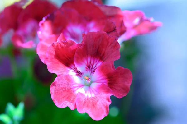 Belles Fleurs Lumineuses Poussant Dans Jardin Journée Ensoleillée Été — Photo