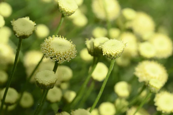 Schöne Helle Blumen Die Garten Sonnigen Sommertag Wachsen — Stockfoto
