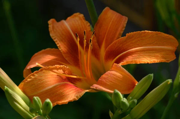 Hermosos Lirios Brillantes Que Crecen Jardín Verano Día Soleado —  Fotos de Stock