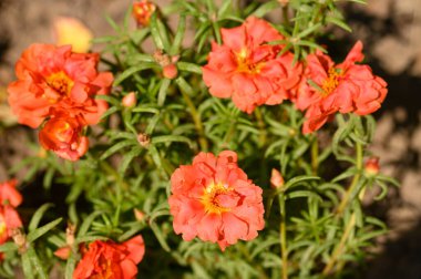 Güneşli yaz gününde bahçede büyüyen güzel, parlak çiçekler.