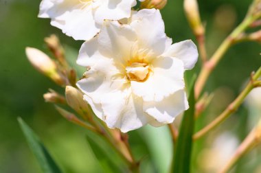 Güneşli yaz gününde bahçede büyüyen güzel, parlak çiçekler.