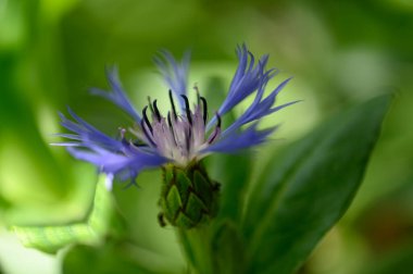 Güneşli yaz gününde bahçede büyüyen güzel, parlak çiçek. 