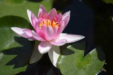 Güzel çiçek açan nilüfer çiçekleri yaz günü gölette büyür. 