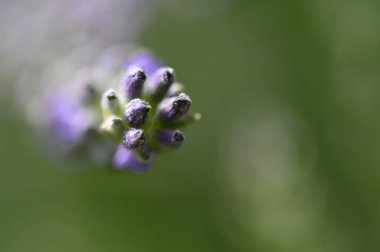 Güneşli yaz gününde bahçede büyüyen güzel, parlak çiçek. 
