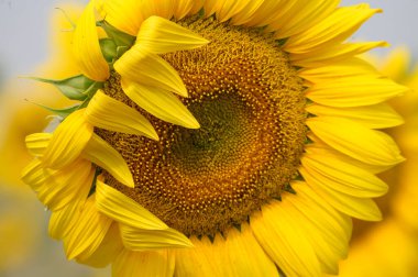 Güneşli yaz gününde çayırlarda yetişen güzel ayçiçeğinin resimsel manzarası.  