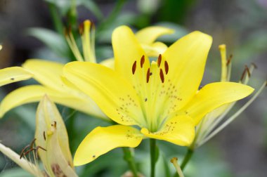 Güneşli yaz gününde bahçede büyüyen güzel parlak zambaklar.
