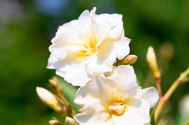 Güneşli yaz gününde bahçede büyüyen güzel, parlak çiçekler.