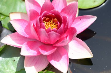 Güzel çiçek açan nilüfer çiçekleri yaz günü gölette büyür. 