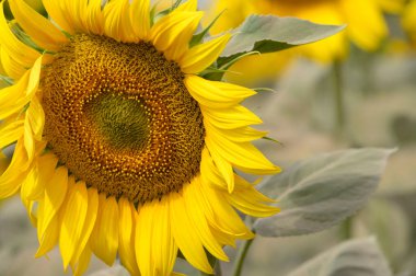 Güneşli yaz gününde çayırlarda yetişen güzel ayçiçeğinin resimsel manzarası.  