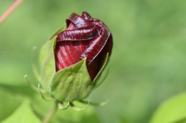 Güneşli yaz gününde bahçede büyüyen güzel, parlak çiçek. 