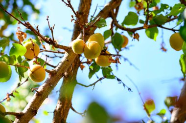 Açık havada yetişen olgun kayısıları olan ağaç, yaz konsepti, yakın görüş.  