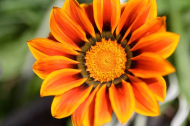 Güneşli yaz gününde bahçede büyüyen güzel, parlak çiçek. 