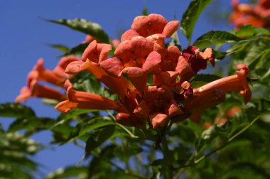 Güneşli yaz gününde bahçede büyüyen güzel, parlak çiçekler.