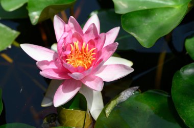 Güzel çiçek açan nilüfer çiçekleri yaz günü gölette büyür. 