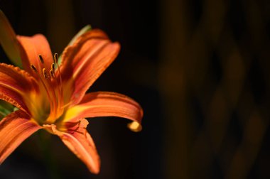Güneşli yaz gününde bahçede büyüyen güzel parlak zambak. 
