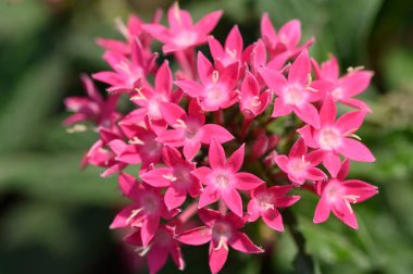 Güneşli yaz gününde bahçede büyüyen güzel, parlak çiçekler.