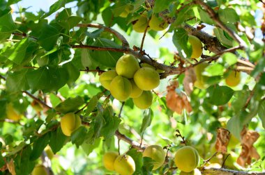 Açık havada yetişen olgun kayısıları olan ağaç, yaz konsepti, yakın görüş.  