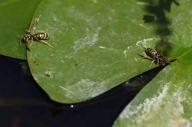 Yaz günü göletteki nilüfer yaprağı üzerindeki eşekarıları 