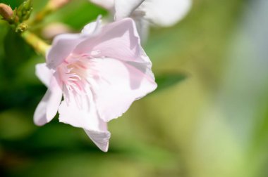 Güneşli yaz gününde bahçede büyüyen güzel, parlak çiçekler.