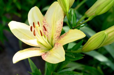 Güneşli yaz gününde bahçede büyüyen güzel parlak zambaklar. 