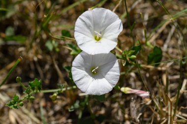 Güneşli yaz gününde bahçede büyüyen güzel, parlak çiçekler.