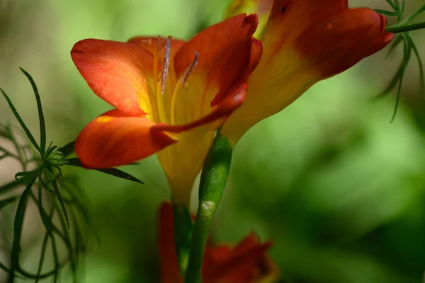 Hermosas Flores Brillantes Que Crecen Jardín Verano Día Soleado —  Fotos de Stock