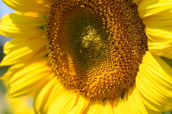 Vista Pitoresca Girassol Bonito Crescendo Prado Dia Ensolarado Verão — Fotografia de Stock
