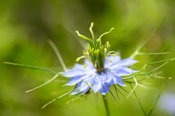 Beautiful Bright Flower Growing Garden Summer Sunny Day — Stock Photo, Image