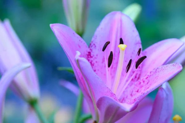 Hermosos Lirios Brillantes Que Crecen Jardín Verano Día Soleado —  Fotos de Stock