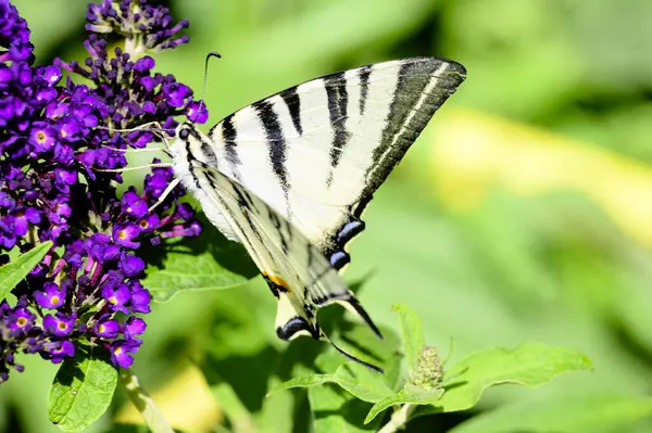 나비는 여름날 정원에서 아름다운 수분시키고 — 스톡 사진