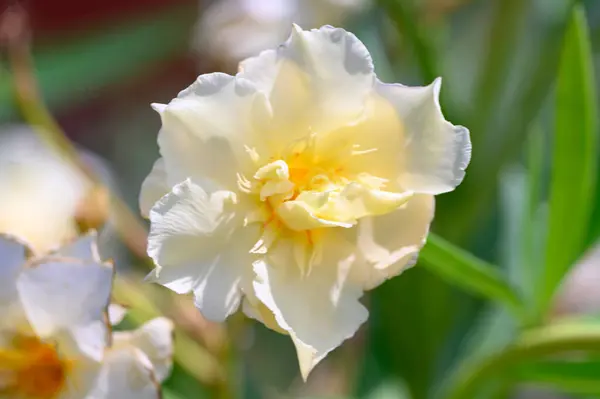 Belas Flores Brilhantes Crescendo Jardim Dia Ensolarado Verão — Fotografia de Stock