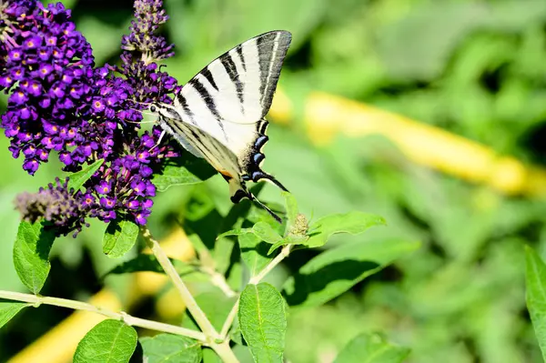 Borboleta Polinizando Belas Flores Brilhantes Jardim Verão Dia Ensolarado — Fotografia de Stock