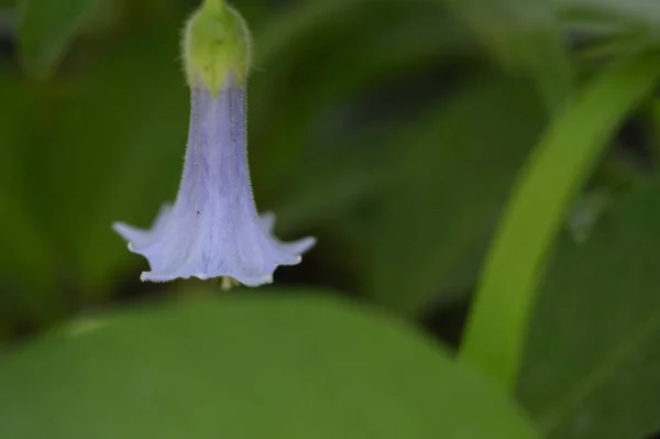 Belle Fleur Lumineuse Poussant Dans Jardin Journée Ensoleillée Été — Photo