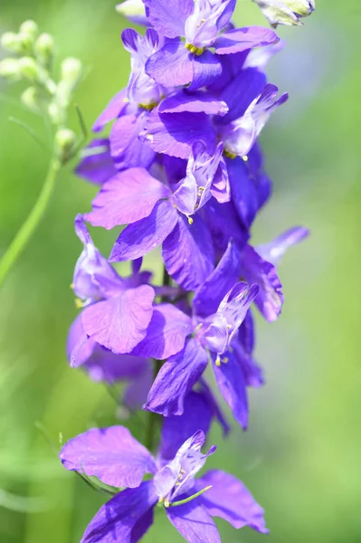 Beautiful Bright Flowers Growing Garden Summer Sunny Day — Stock Photo, Image