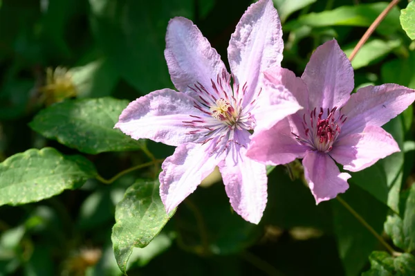 暗い背景に美しいクレマチスの花夏のコンセプト近景 — ストック写真