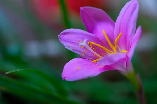 Krásná Jasná Lilie Rostoucí Zahradě Létě Slunečný Den — Stock fotografie