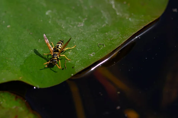池塘里荷叶上的黄蜂 — 图库照片
