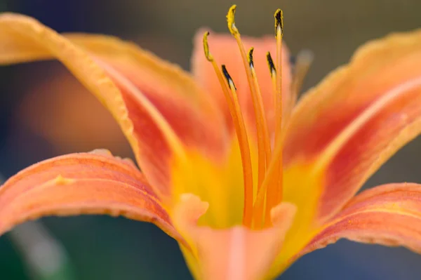 Hermoso Lirio Brillante Creciendo Jardín Verano Día Soleado —  Fotos de Stock