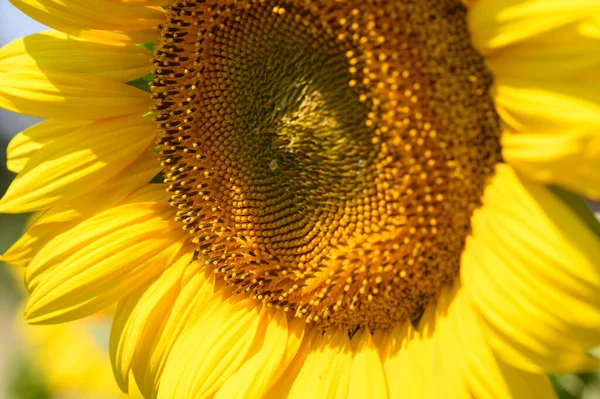 Vue Pittoresque Sur Magnifique Tournesol Poussant Sur Prairie Journée Ensoleillée — Photo