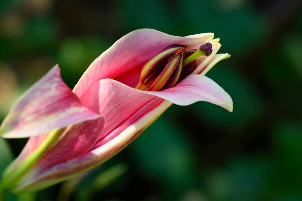 Hermoso Lirio Brillante Creciendo Jardín Verano Día Soleado —  Fotos de Stock