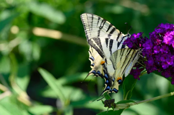 Farfalle Impollinare Bei Fiori Luminosi Giardino Estate Giornata Sole — Foto Stock