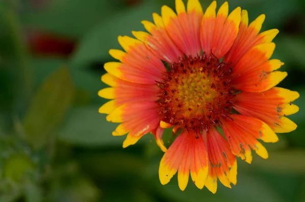 Bela Flor Brilhante Crescendo Jardim Verão Dia Ensolarado — Fotografia de Stock