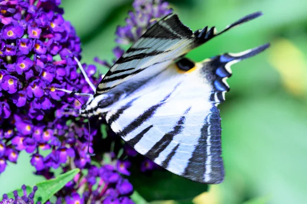 Butterfly Pollinating Beautiful Bright Flowers Garden Summer Sunny Day — Stock Photo, Image