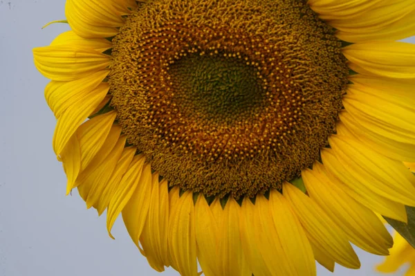 Vue Pittoresque Sur Magnifique Tournesol Poussant Sur Prairie Journée Ensoleillée — Photo