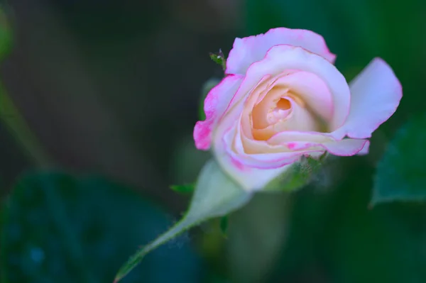 Hermosa Rosa Brillante Creciendo Jardín Verano Día Soleado — Foto de Stock