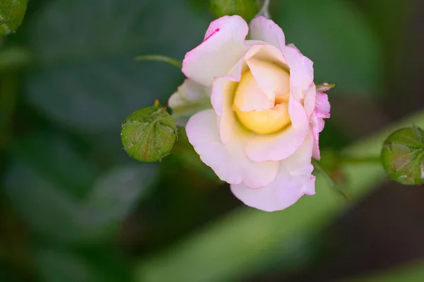 Schöne Helle Rose Wächst Garten Sonnigem Sommertag — Stockfoto