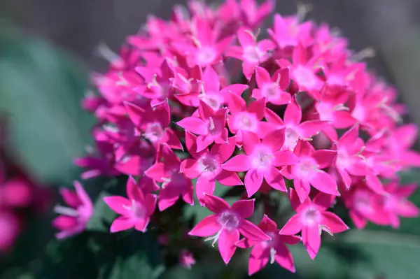 Vackra Ljusa Blommor Xer Trã Dgã Rden Sommaren Solig Dag — Stockfoto