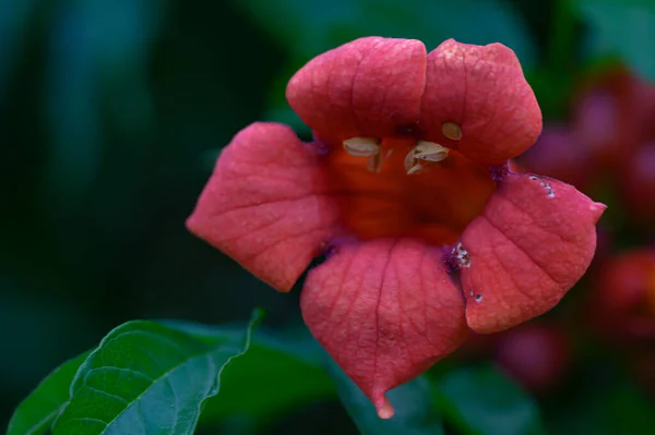 Bela Flor Brilhante Crescendo Jardim Verão Dia Ensolarado — Fotografia de Stock