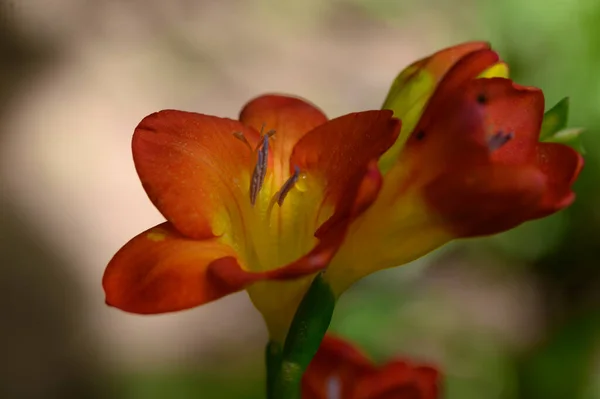 Mooie Heldere Bloemen Groeien Tuin Zomer Zonnige Dag — Stockfoto